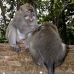 monkey_macaque_balinese_mf_ubud_v_1108_bal4826.jpg